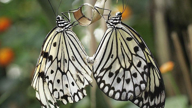Ndryshimet klimatike dhe bujqësia po nxisin rënien e insekteve