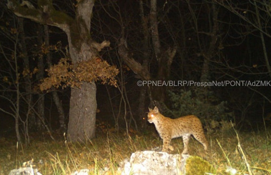 Fotografohet për herë të parë Rrëqebulli i Ballkanit në Parkun Kombëtar të Prespës