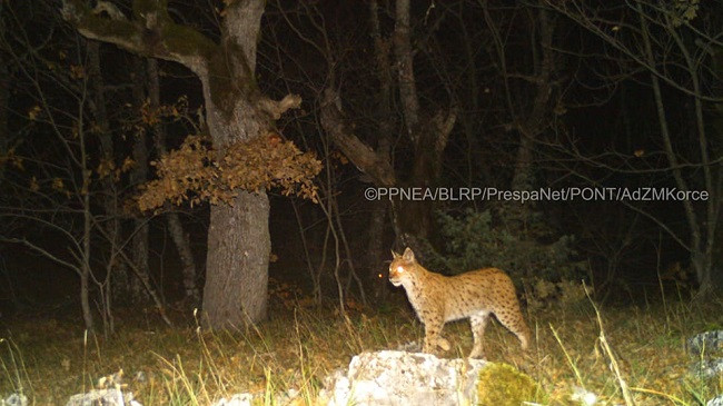 Fotografohet për herë të parë Rrëqebulli i Ballkanit në Parkun Kombëtar të Prespës