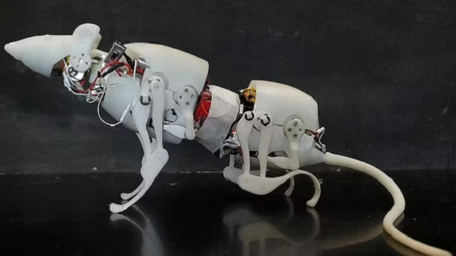 Harrojini qentë robot! Shkencëtarët zhvillojnë një mi robotik që mund të ecë, zvarritet dhe të kthehet njësoj si një brejtës i vërtetë