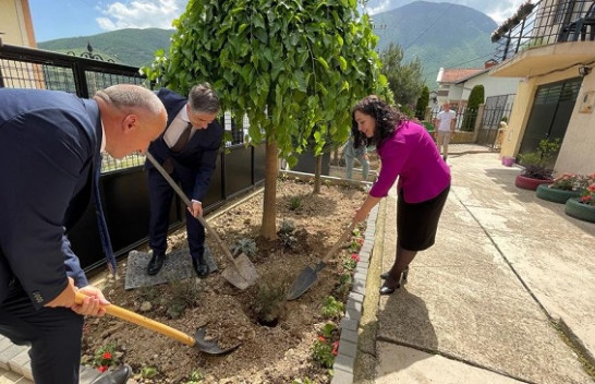Për herë të parë në Kosovë mbjellët pema Manuka