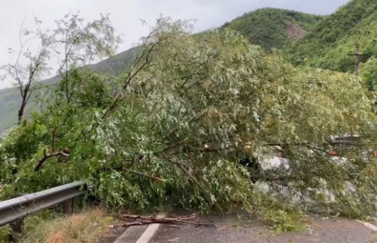 Era e fortë shkul pemët në Elbasan