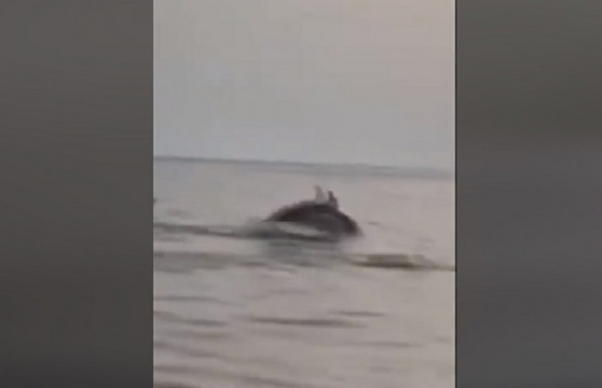 Turistët mahniten nga delfinët në gjirin e Vlorës [Video}