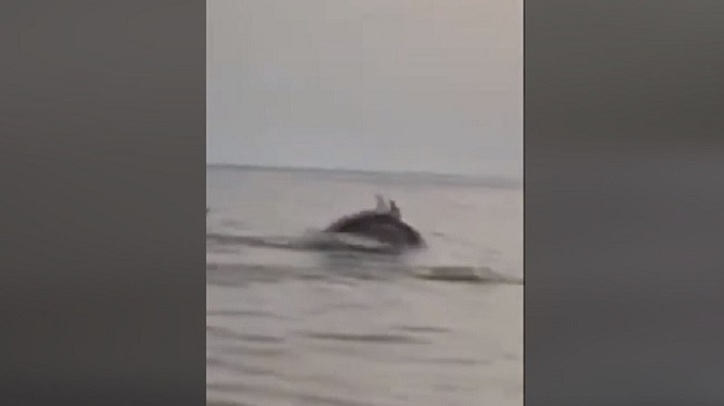 Turistët mahniten nga delfinët në gjirin e Vlorës [Video}