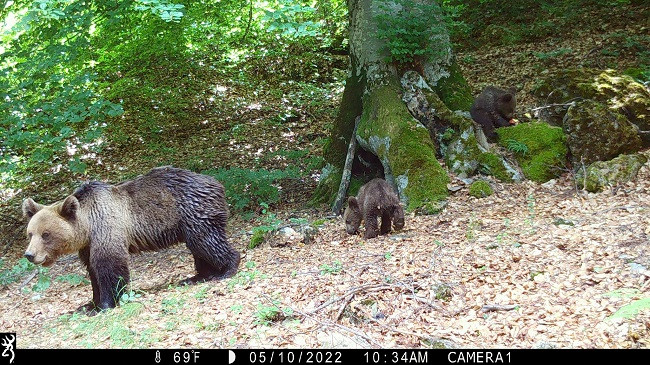Pamje mahnitëse/ Kamerat kurth fotografojnë kafshët e egra në Parkun Kombëtar 'Sharri'