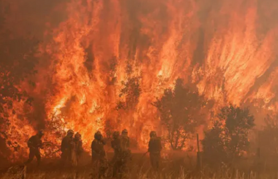 Zjarret rrezikojnë popullatën e ujqërve në Spanjë