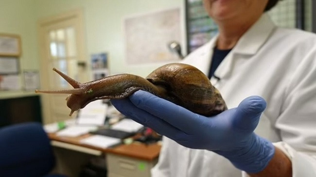 Florida futet në karantinë nga kërmijtë