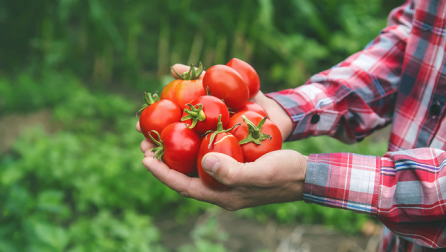 Ndryshimet klimatike kërcënojnë kulturat industriale të domates