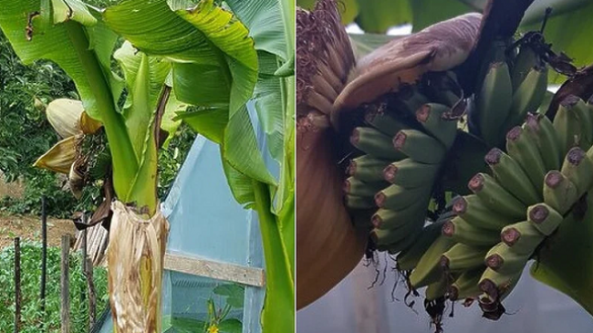 E pazakontë: Për shkak të të nxehtit ekstrem në Bosnje për herë të parë banana jep frytet e saj