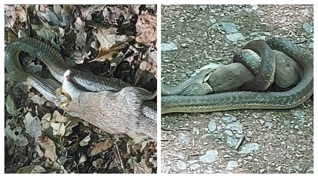 E rrallë: Në Gërmi fotografohet gjarpri duke e gëlltitur ketrin