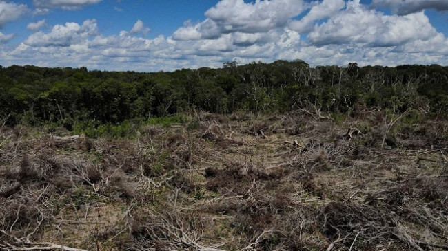 Shpyllëzimi i Amazonës së Brazilit shënon rekord në korrik