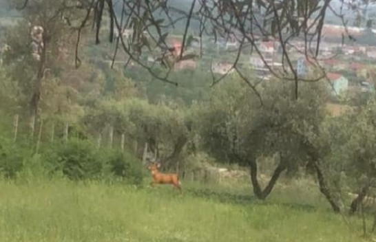 Kaprolli, shfaqet për herë të parë në Peizazhin e Mbrojtur 'Krastë Vrion'