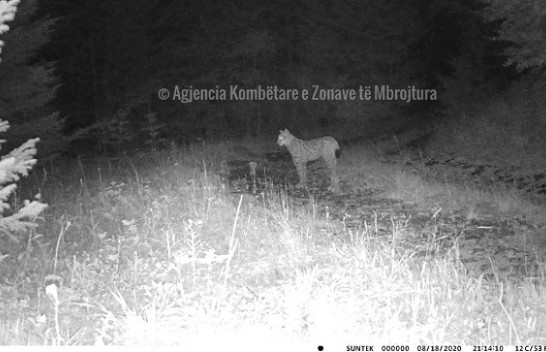 Rrëqebulli i Ballkanit fotografohet për herë të parë në zonën e mbrojtur, Guri i Nikës në Pogradec
