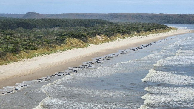 Më shumë se 200 balena dalin në bregun e Australisë