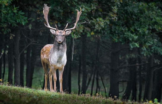 WWF: 70% e kafshëve të egra janë zhdukur në 50 vitet e fundit