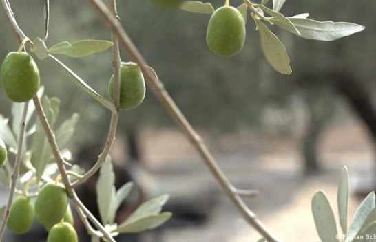 Ndryshimi i klimës rrezikon ullinjtë në Greqi