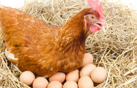 Pse pulat nuk bëjnë vezë në dimër?
