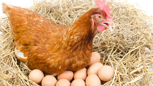 Pse pulat nuk bëjnë vezë në dimër?