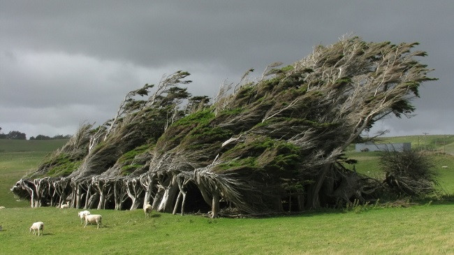 Ky është një nga vendet me erërat më të fuqishme në tokë ku pemët janë të shtrembëruara