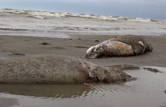 2500 foka të ngordhura janë gjetur në brigjet e Kaspikut të Rusisë