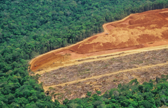 Bashkimi Evropian ndalon importin e produkteve që shkatërrojnë pyjet