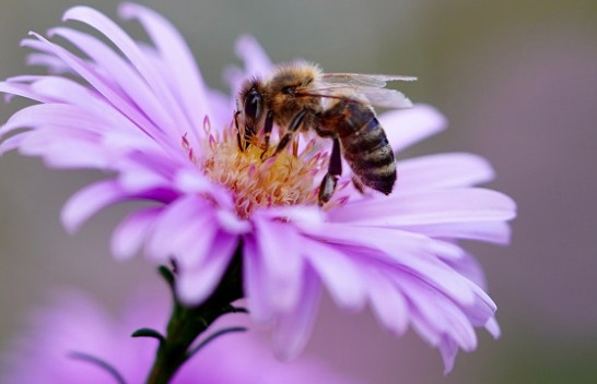 Pse është kaq e rëndësishme të mbrohet natyra dhe biodiversiteti?
