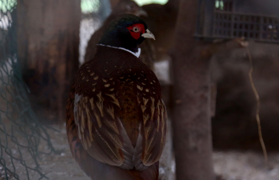 Pylli i Fazanëve në Maliq, një oazë fantastike për ata që duan natyrën