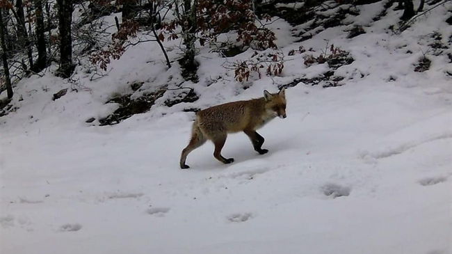 Rritet prania e kafshëve të egra në Parkun e Prespës