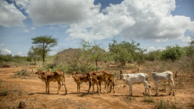 Kenia, 2.6 milion kafshë në rrezik për shkak të thatësirës