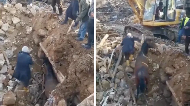 Çfarë mrekullie: Kali nxirret i gjallë pas 21 ditësh nën rrënoja në Turqi [Video]