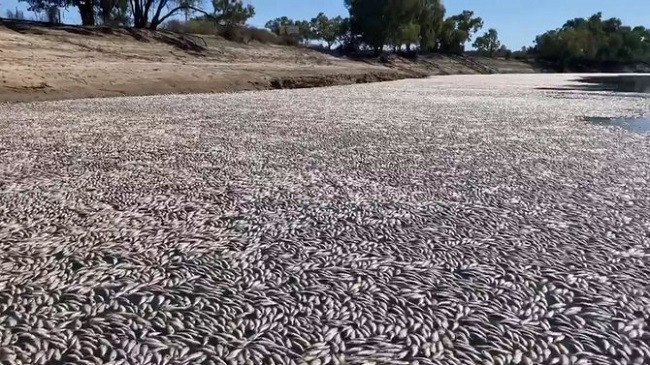 Miliona peshq të ngordhur pranë një qytetit australian, shkak temperaturat e larta