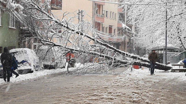 Hortikultura apelon qytetarët për kujdes për shkak të drunjve të rënduar nga bora