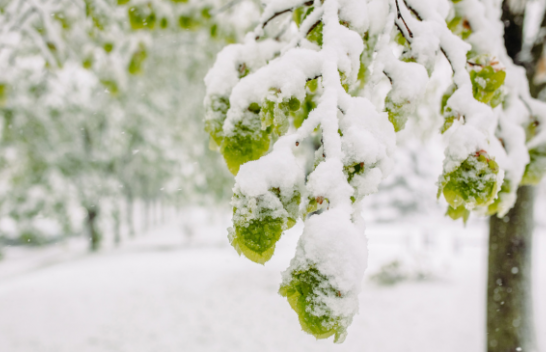 Parashikimi i motit nga meteorologët në Shqipëri