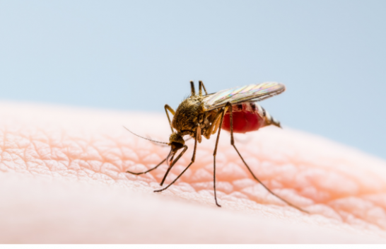 IKSHPK: Në Kosovë nuk ka virus të Nilit perëndimor