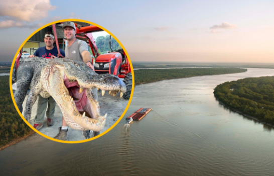 Gjuetarët kapin aligatorin më të gjatë në Misisipi/ FOTO