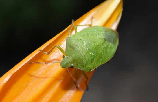 Insekte me erë të pakëndshme, ja si t'i largoni ato me dy përbërës natyralë