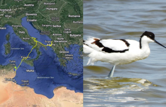 Ky shpend fluturoi nga Shqipëria për kaq orë pa ndalesë për të arritur në Afrikë