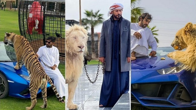 JETA SI NGA NJË FILM/ Ai nuk ndalet në vlerësimet negative: sheiku arab mban tigrat, luanët, arinjtë si kafshë shtëpiake