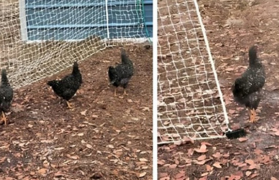 Sjellja e çuditshme e pulave tronditi pronarin: Çfarë dreqin u ndodhi atyre?