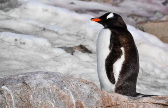 Ja sa zgjat gjumi i pinguinëve