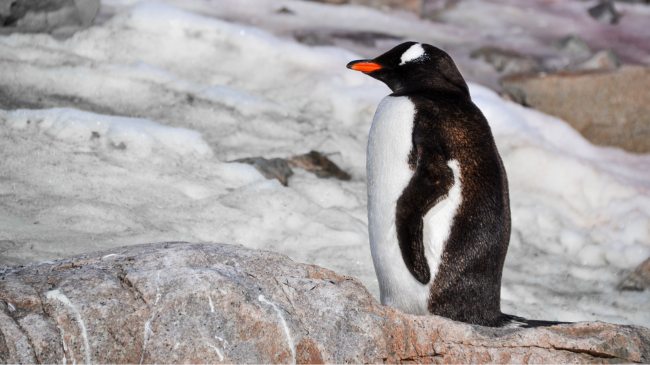Ja sa zgjat gjumi i pinguinëve