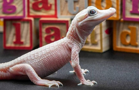 A keni parë ndonjëherë aligator të bardhë?