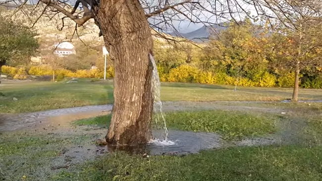 Fenomeni në Mal të Zi: Nga kjo pemë buron ujë, ja si është e mundur/ VIDEO