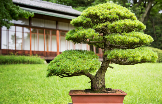 Bonsai, një pemë që simbolizon qetësinë dhe harmoninë