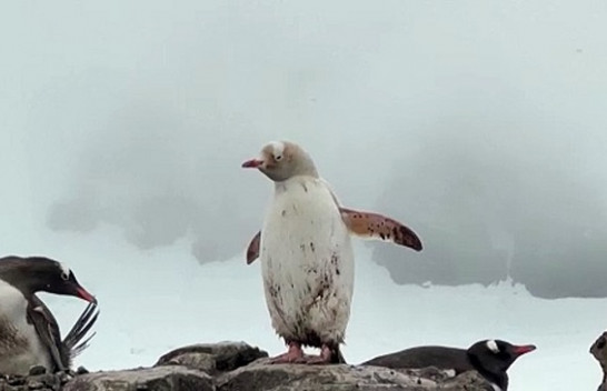 Një pinguin i rrallë i bardhë është fotografuar në Antarktidë