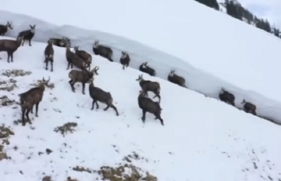 Pamje të veçanta të dhive të egra në Alpet shqiptare