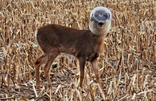 12 ditë me një enë plastike në kokë, ja si arriti të mbijetonte ky drerë