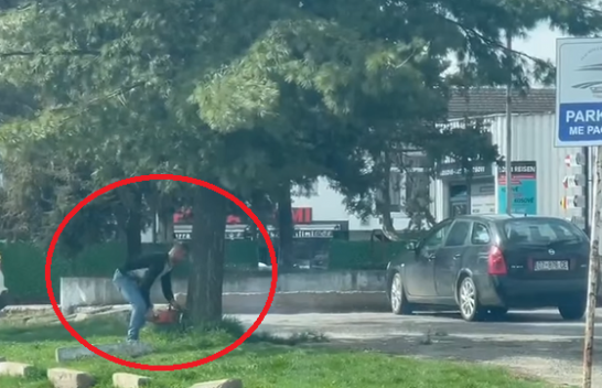 Komuna e Gjakovës nuk ndërmerr asgjë për prerjen e drunjve në qytet