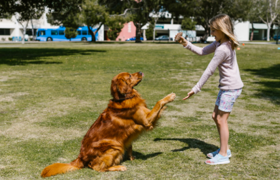 A mund ta kuptojnë qentë atë që themi? Më në fund shkencëtarët kanë një përgjigje