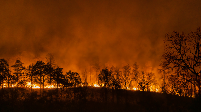 Sezoni i zjarreve në pyje gjatë vitit 2023 ishte një nga më të këqijtë në historinë e BE-së